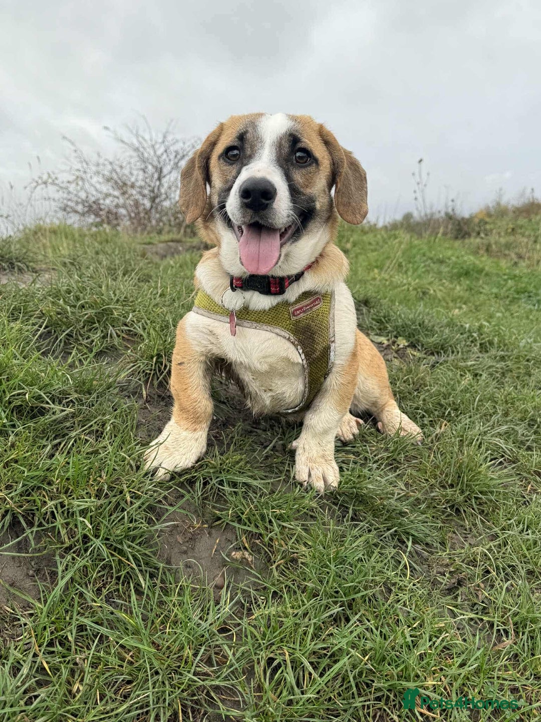 Mixed Breed dogs for adoption: SWEET LITTLE NOVA  - Image 2