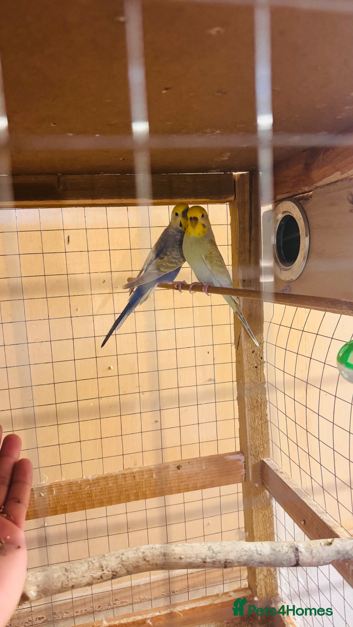 Budgerigars birds Rainbow budgies (pair) - Advert 3