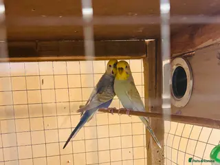 Budgerigars birds Rainbow budgies (pair) - Advert 1