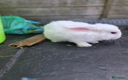 Mini Lion Lop rabbits for sale: Mixed breeds of rabbits - Image 6