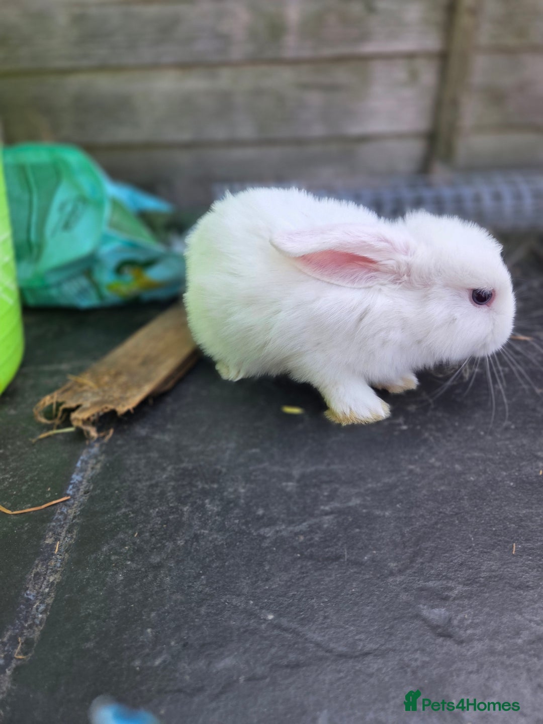 Mini Lion Lop rabbits for sale: Mixed breeds of rabbits - Image 6