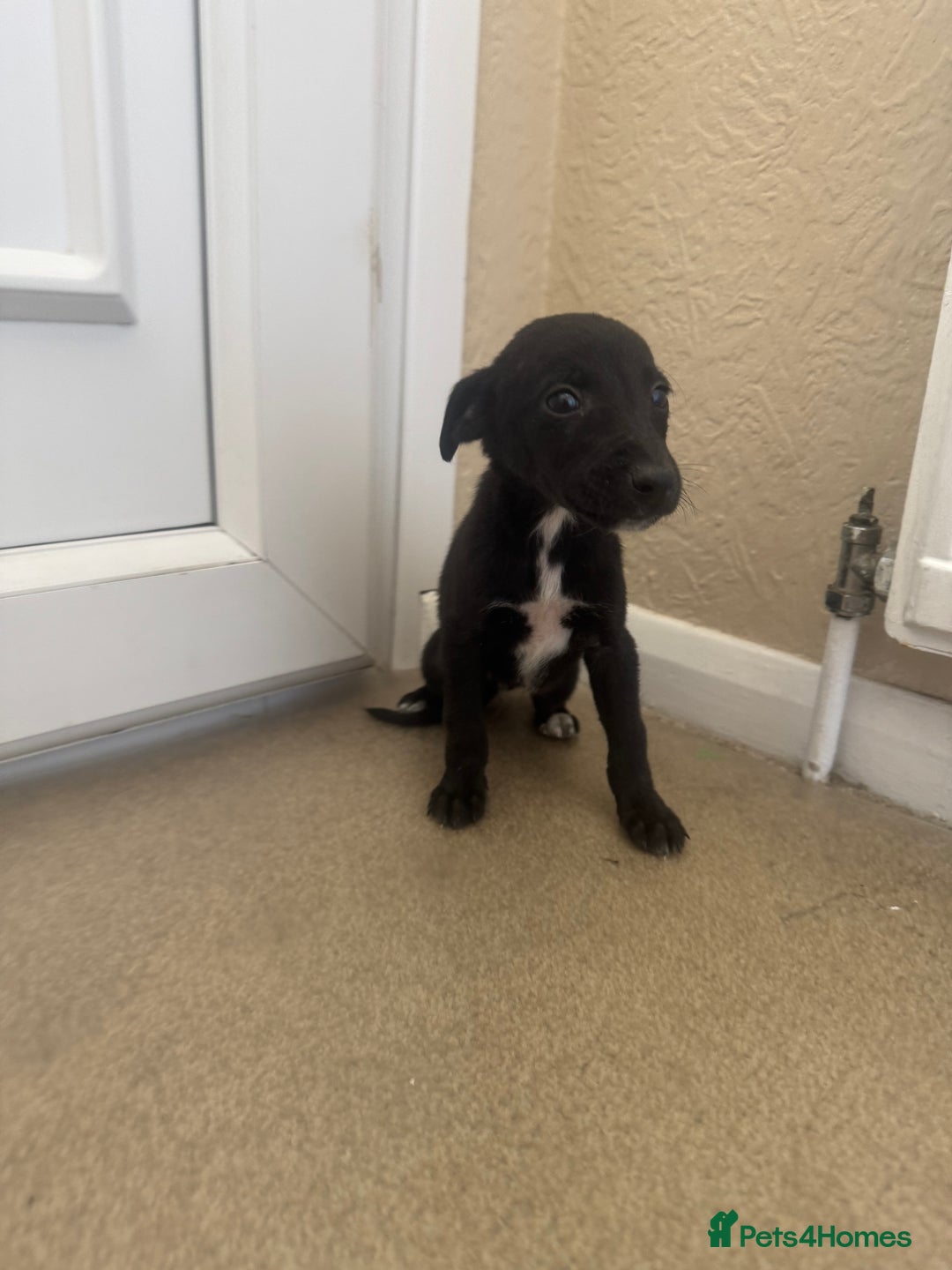 Mixed Breed dogs for sale: Stunning wiggy puppies  - Image 15