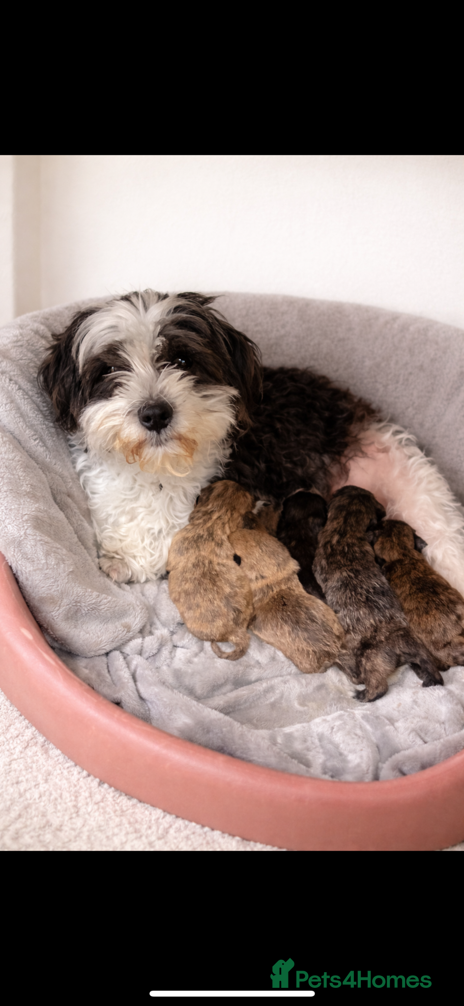 Malshi dogs Beautiful unique colors for this breed of dog  - Advert 5