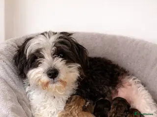 Malshi dogs Beautiful unique colors for this breed of dog - Advert 5