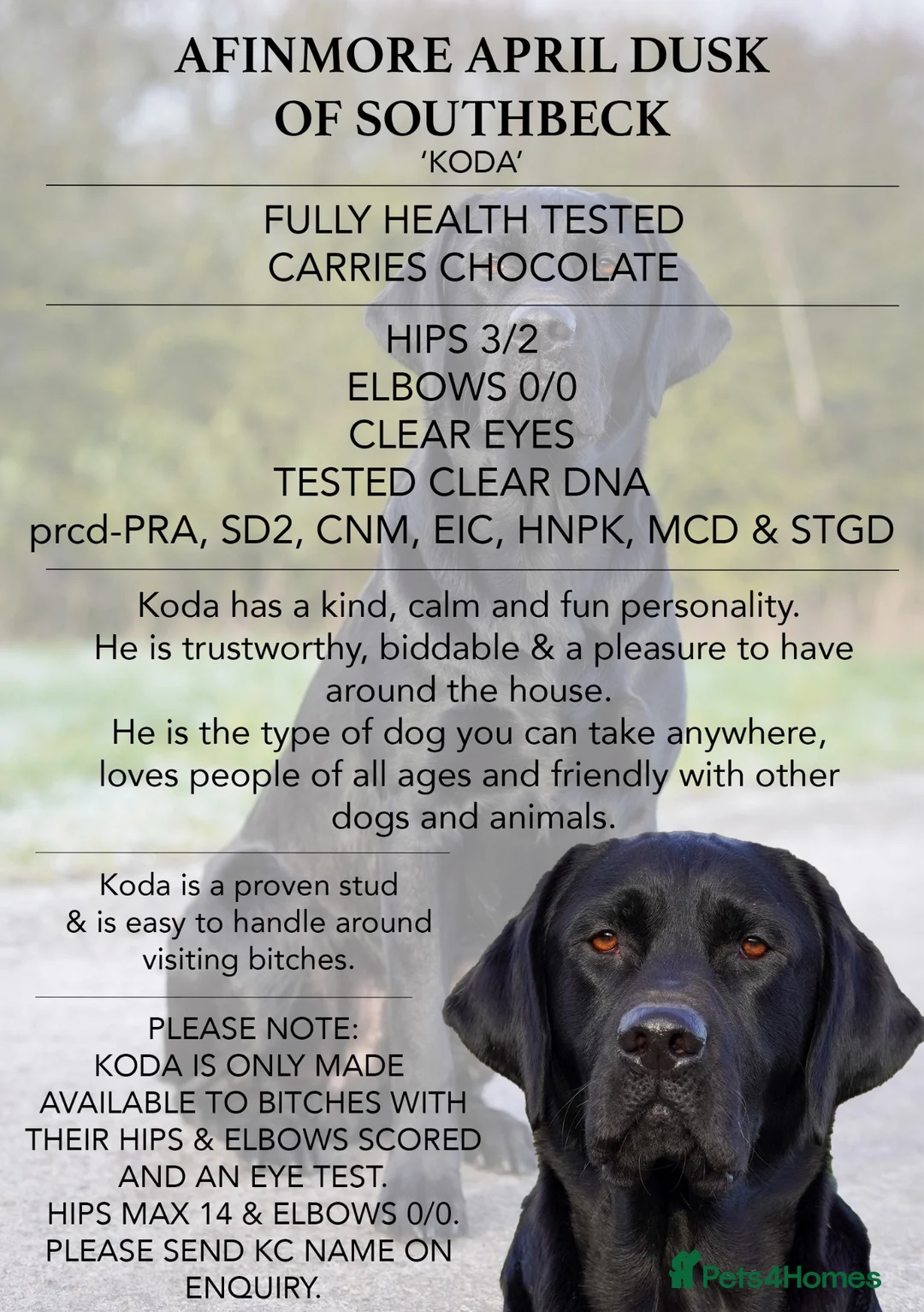 Labrador Retriever dogs for stud: Fully health tested, proven black carrying choc - Advert 2