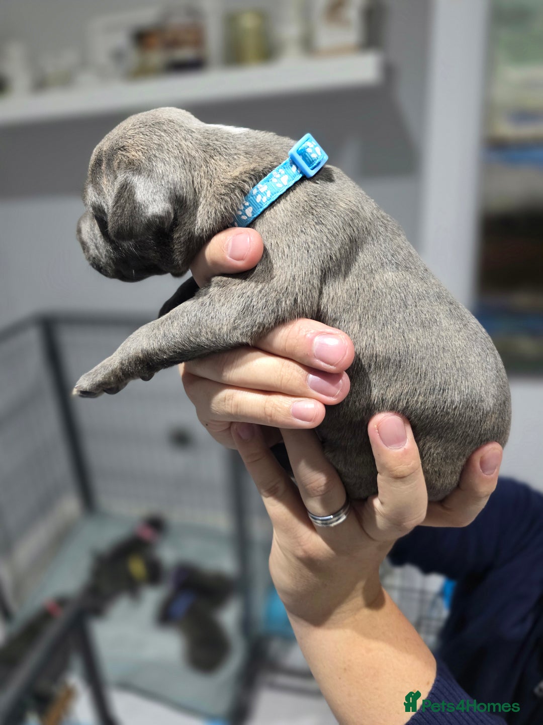 Staffordshire Bull Terrier dogs for sale: Beautiful Staffordshire Bull Terrier Puppies - Advert 2