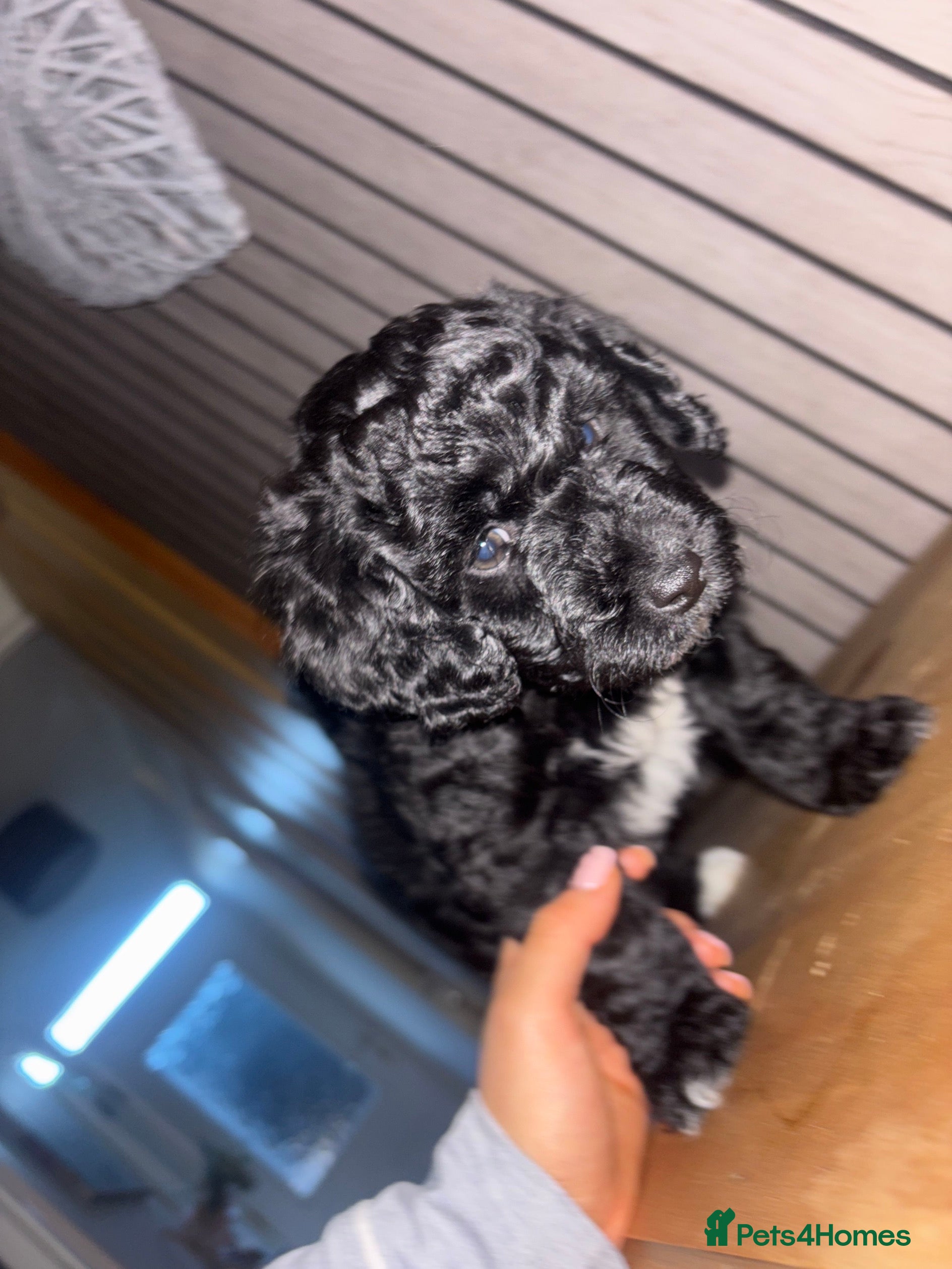 Mixed Breed dogs Cockapoochon puppies - Advert 21