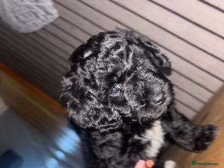 Mixed Breed dogs Cockapoochon puppies - Advert 21