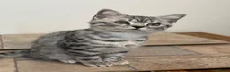 British Shorthair cats for sale: GCCF regd top quality BSH Black Silver Spotties  - Advert 3