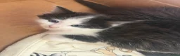 Mixed Breed cats for sale: Tuxedo and cow printed kittens in Burton-on-Trent - Advert 6