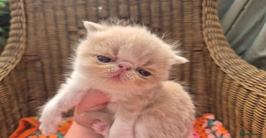 Persian cats - Advert 12