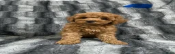 Toy Poodle dogs for sale: Pure Bred Toy Poodles KC Registered  - Advert 12