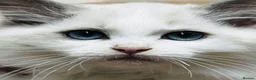 Ragdoll cats for sale: GCCF registered Bicolor kittens  in Walsall - Advert 6