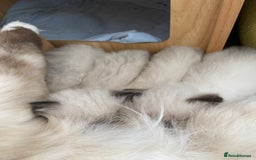 Ragdoll cats for sale: Adorable Ragdoll Kittens - Image 20