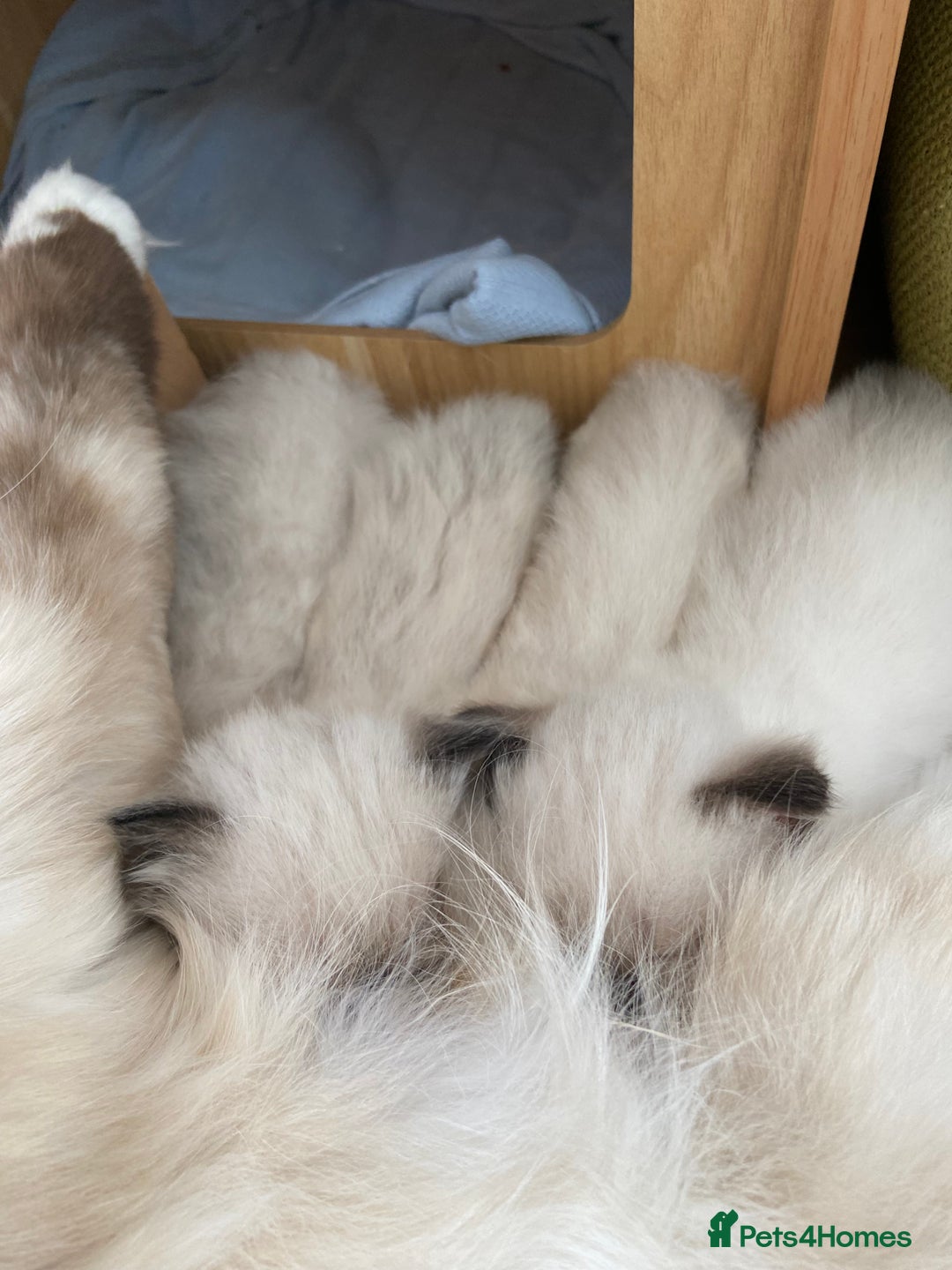 Ragdoll cats for sale: Adorable Ragdoll Kittens - Image 20