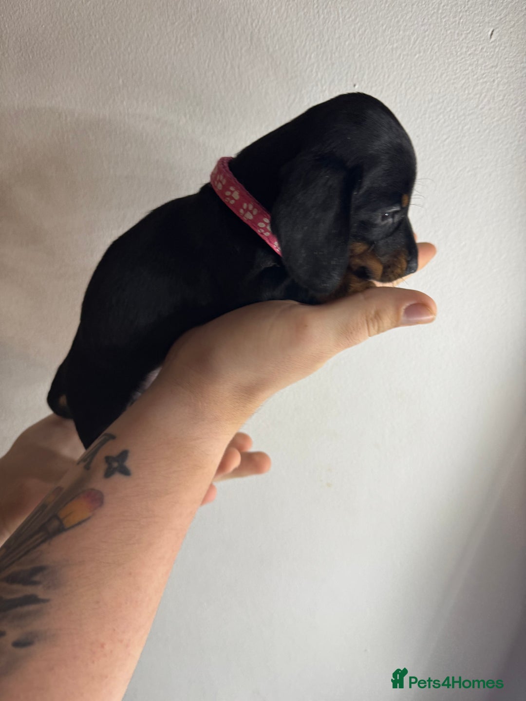 Miniature Dachshund dogs for sale: Miniature dachshunds for sale  - Image 4