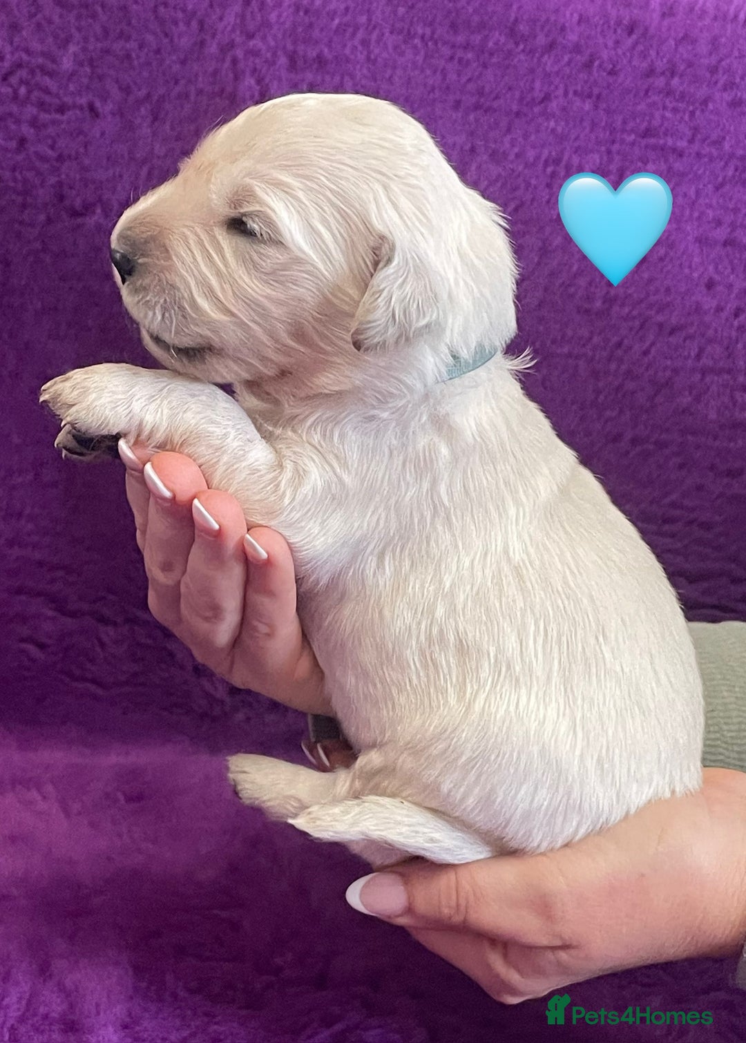 Golden Retriever dogs for sale: KC Reg Cream Boys from health tested parents.  - Image 31