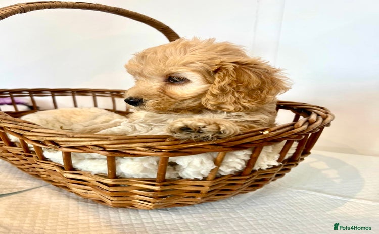 Cockapoo dogs - Advert 2