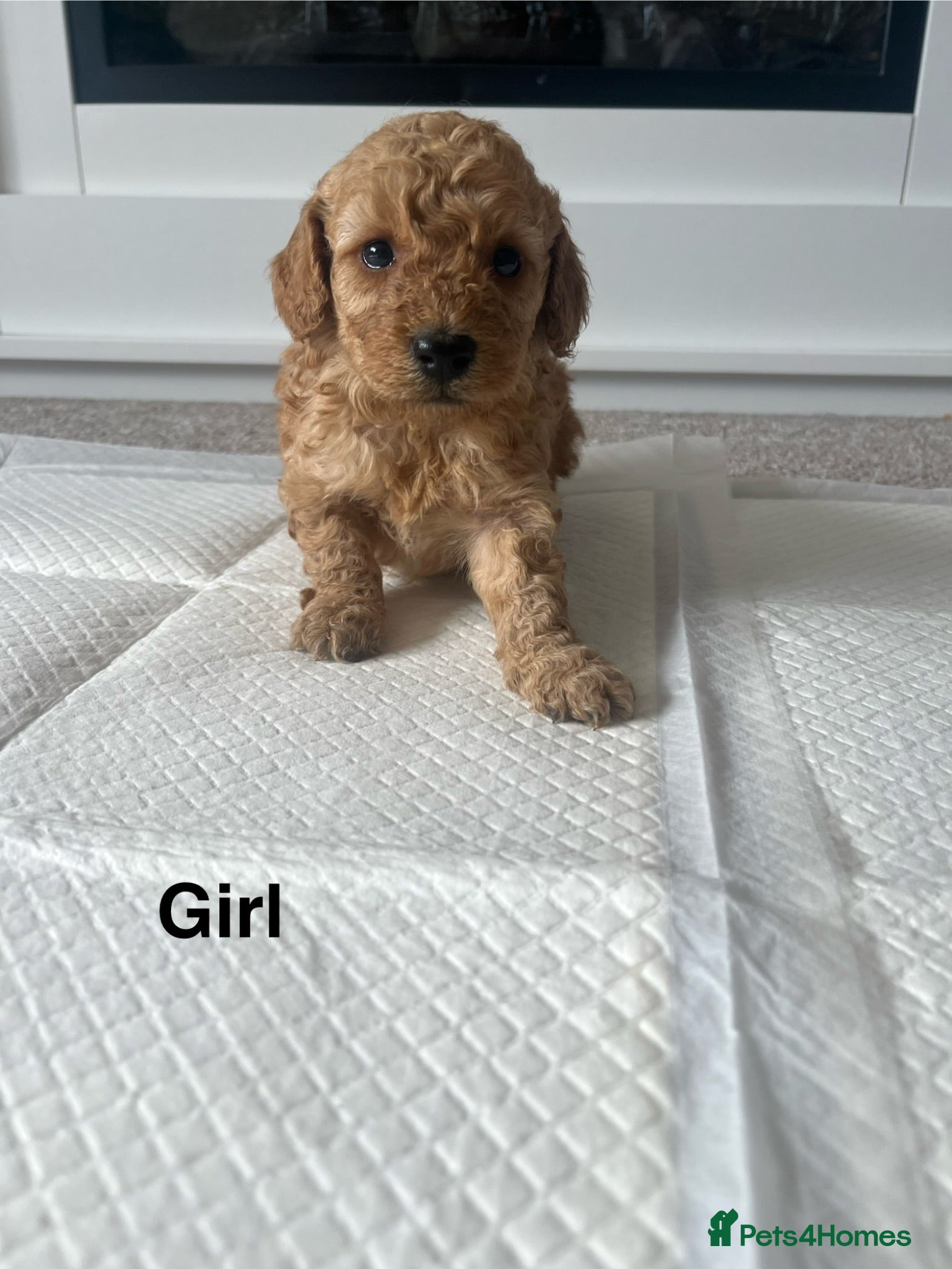 Cockapoo dogs Cockapoo puppies - Advert 1