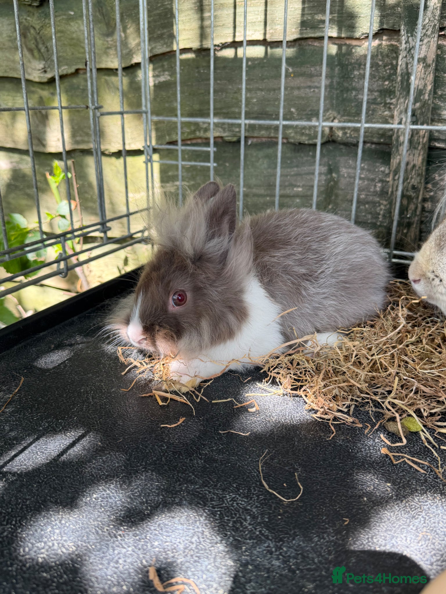 Lionhead rabbits Beautiful baby lionheads  - Advert 15