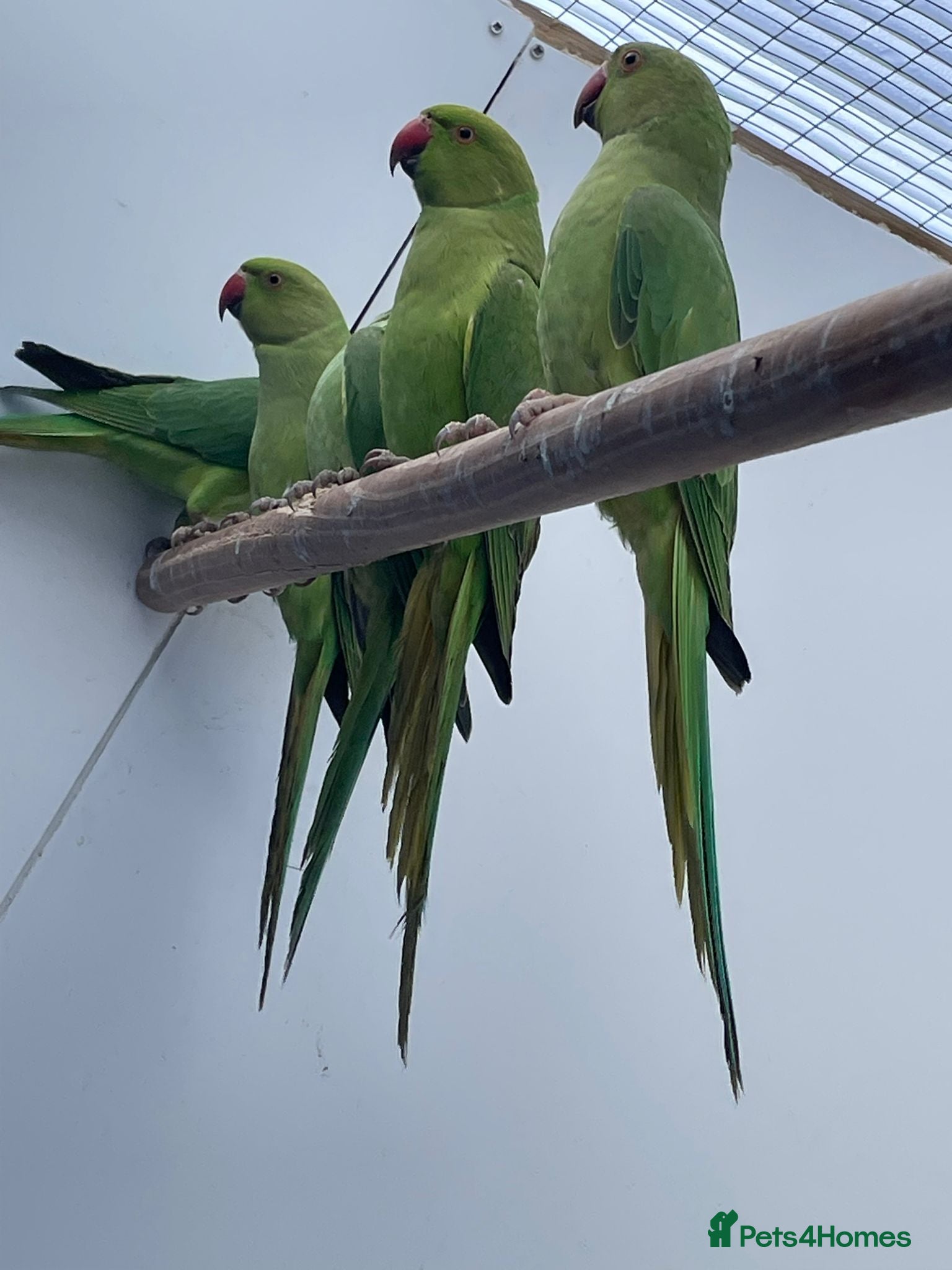 Ringnecks birds Indian Ringnecks Yellow and Green - Advert 12