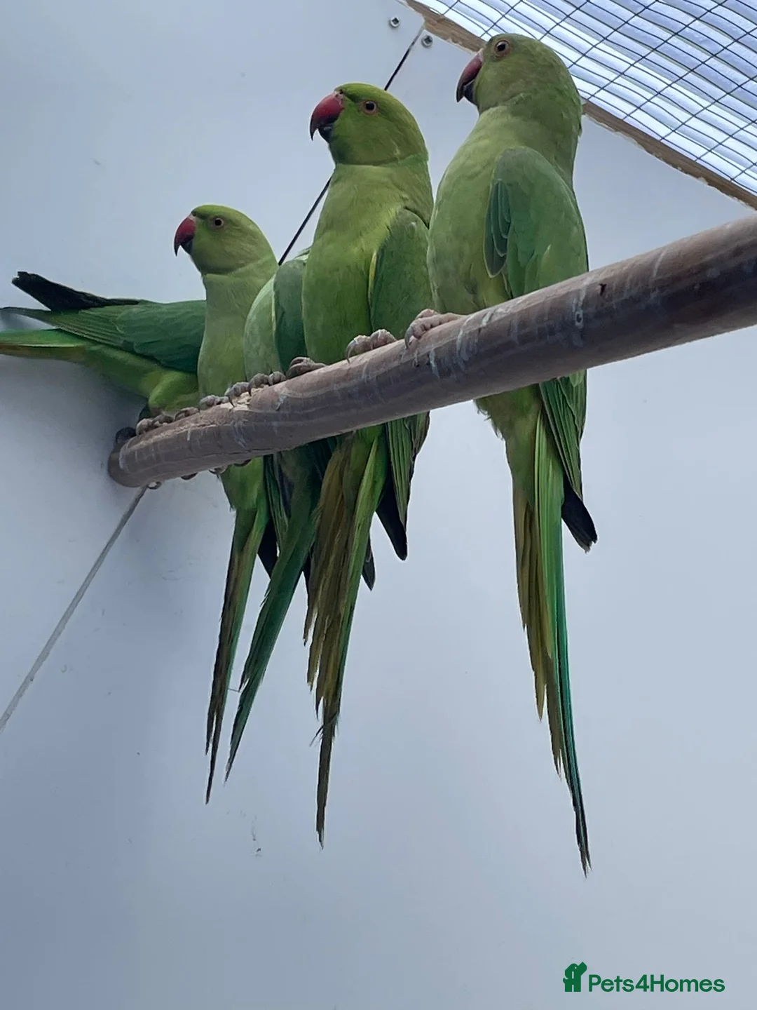 Ringnecks birds for sale: Young Indian Ringnecks Blue and Green - Advert 12