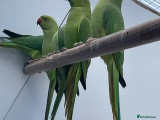 Ringnecks birds Indian Ringnecks Yellow and Green - Advert 12