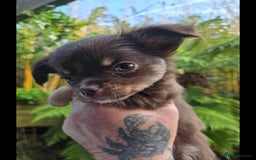 Chihuahua dogs for sale: Chihuahua puppies. - Advert 12