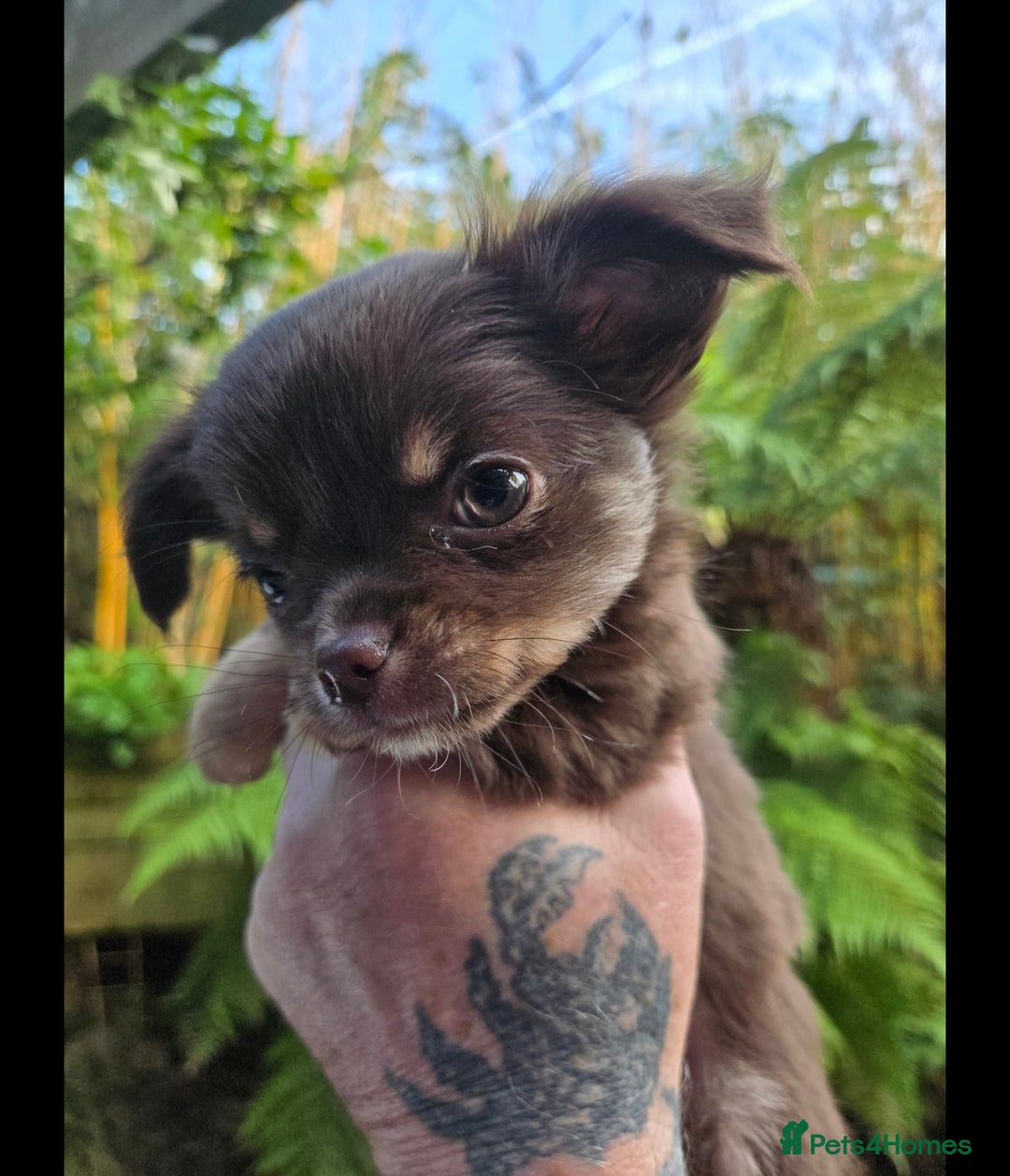 Chihuahua dogs for sale: Chihuahua puppies. - Advert 12