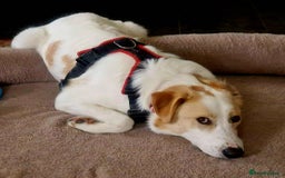 Mixed Breed dogs for adoption: 💙 Asher is Looking for love 🩵 🐾 - Image 3