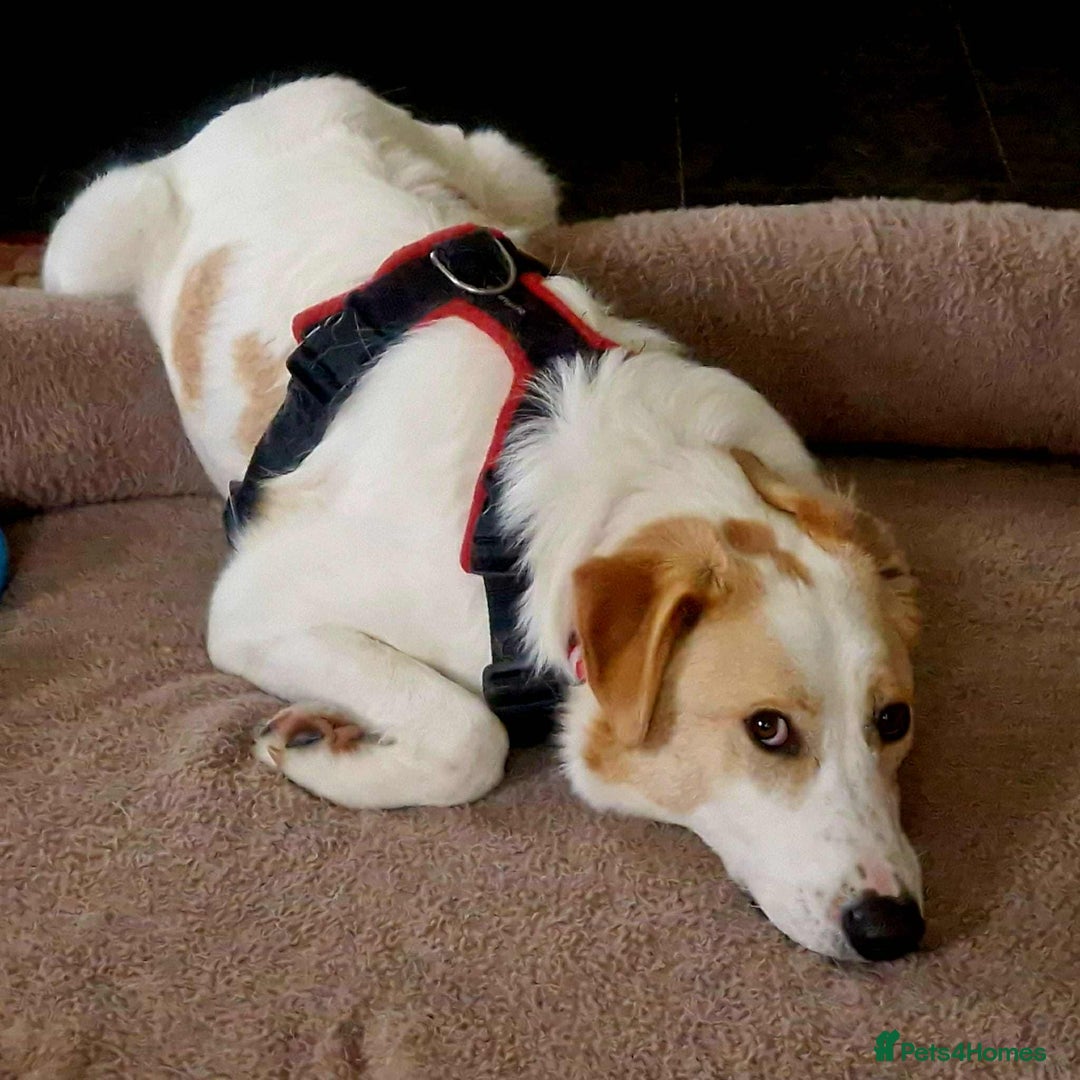 Mixed Breed dogs for adoption: 💙 Asher is Looking for love 🩵 🐾 - Image 3