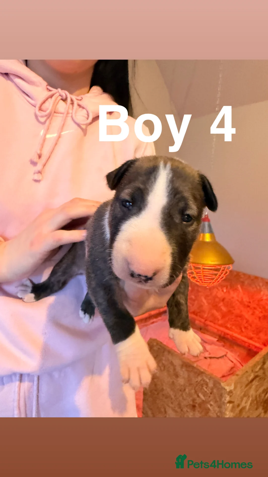 English Bull Terrier dogs for sale: KC registered English Bull Terrier Puppies - Advert 14