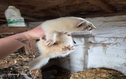 Ferret rodents for sale: 9 Ferrets for sale - Image 29