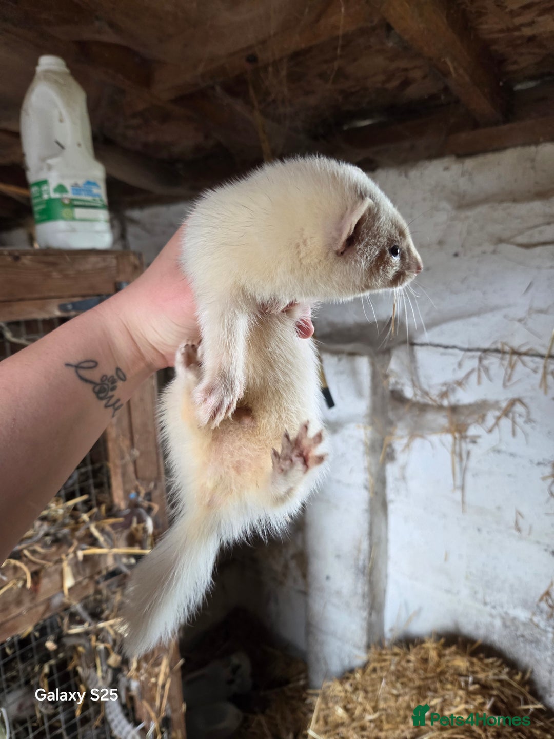 Ferret rodents for sale: 9 Ferrets for sale - Image 29
