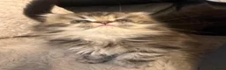 Persian cats for sale: Adorable Persian kittens - Advert 4