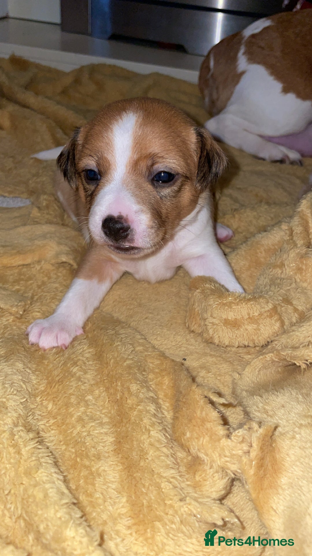 Jack Russell dogs for sale: Jack Russell Terriors  - Advert 13