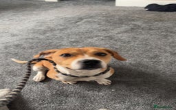 Mixed Breed dogs for sale: 19 month old Staffy X beagle X border collie  - Image 5