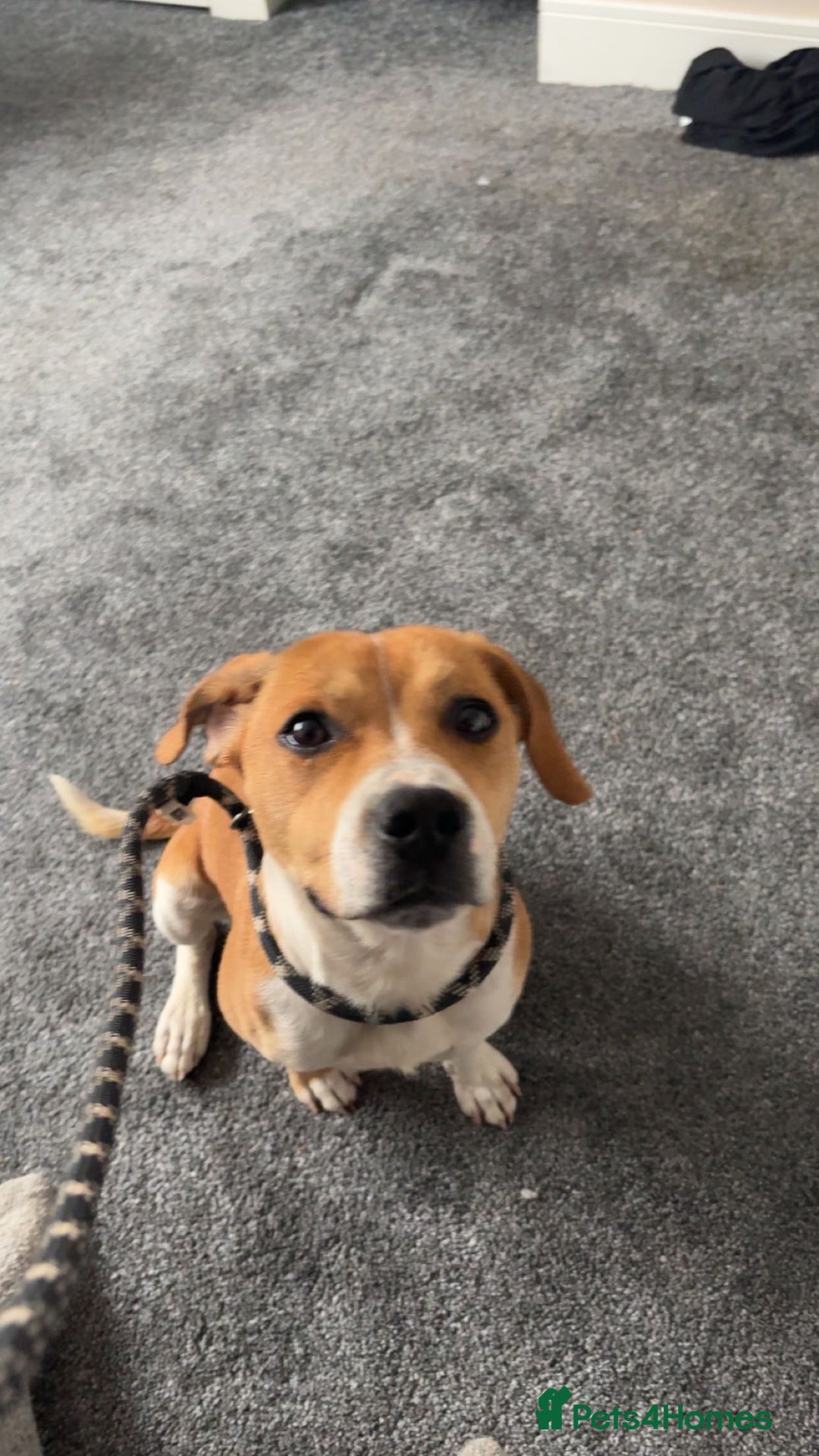 Mixed Breed dogs for sale: 19 month old Staffy X beagle X border collie  - Image 5