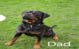 Rottweiler dogs for sale: Pregnancy Announcement - Chunky Rottweiler Puppies - Image 2