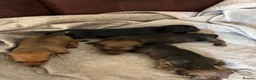 Miniature Dachshund dogs for sale: Red brindle miniature smooth dachshunds  in Swindon - Advert 19