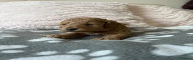Toy Poodle 2