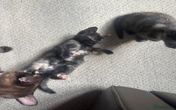 Bengal cats for sale: Bengals X ginger domestic kittens  - Image 7