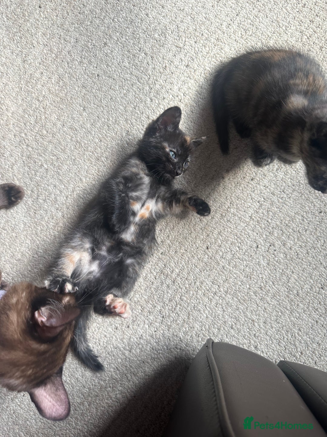 Bengal cats for sale: Bengals X ginger domestic kittens  - Image 7