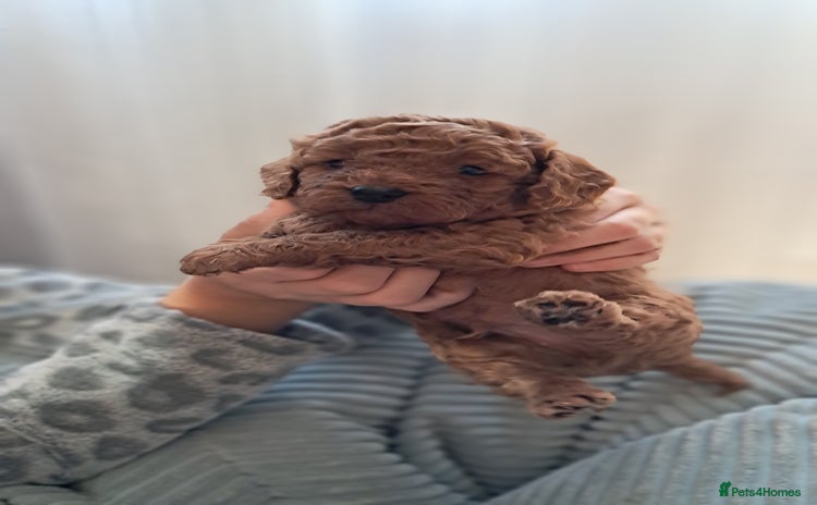 Cavapoo dogs Cavapoo Puppies-Ready 23rd-December! Mum DNA clear - Advert 3