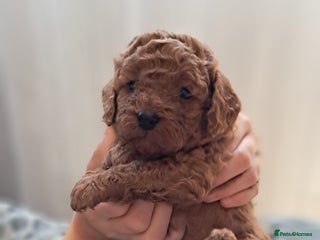 Cavapoo dogs Cavapoo Puppies-Ready 23rd-December! Mum DNA clear - Advert 2
