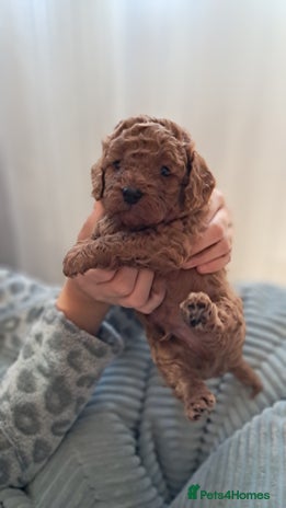 Cavapoo dogs Cavapoo Puppies-Ready 23rd-December! Mum DNA clear - Advert 3