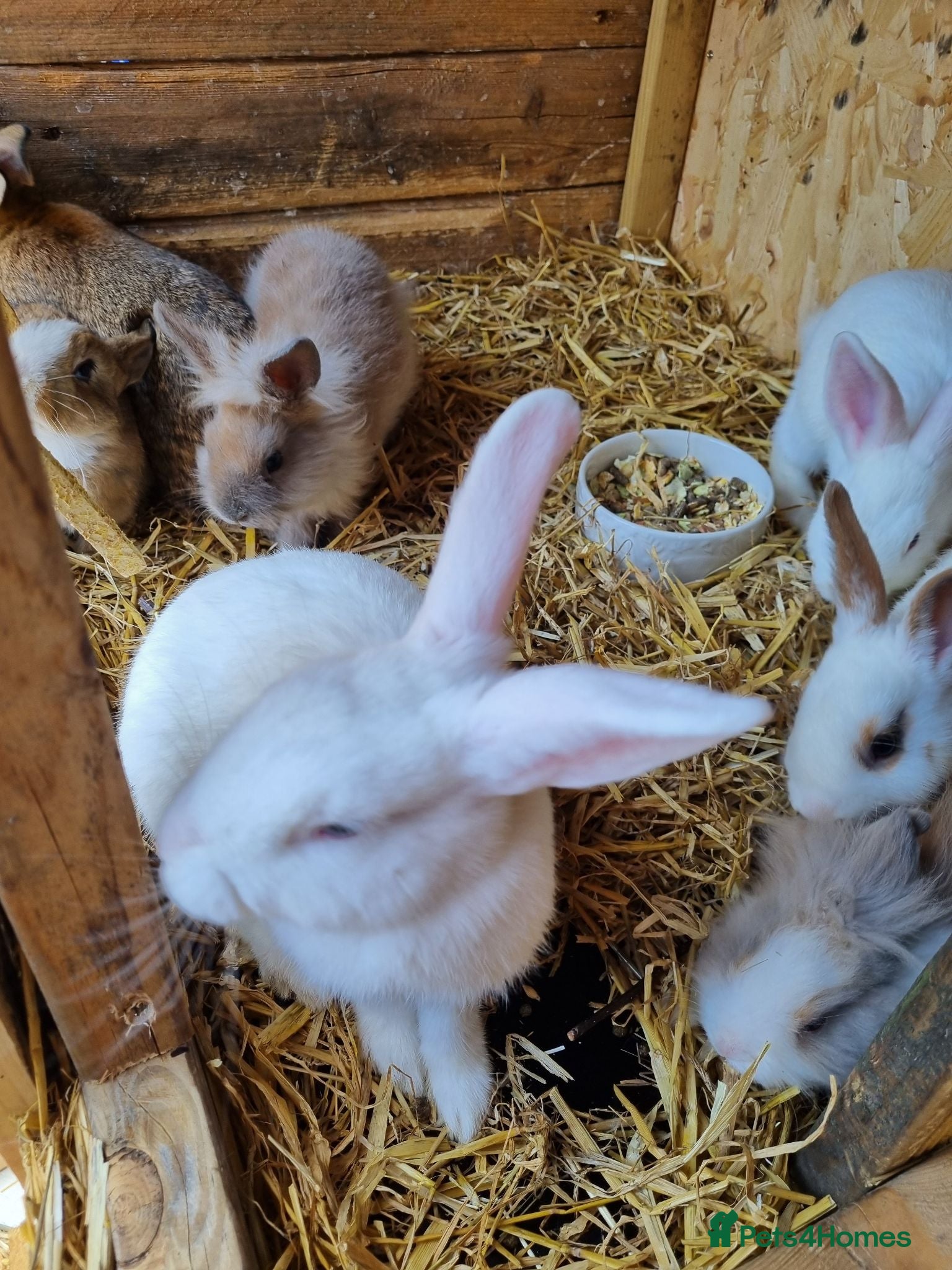 Mixed Breed rabbits Beautiful rabbits  - Advert 1
