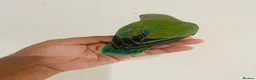 Lovebirds birds for sale: Hand reared lovebirds for sale  - Advert 8