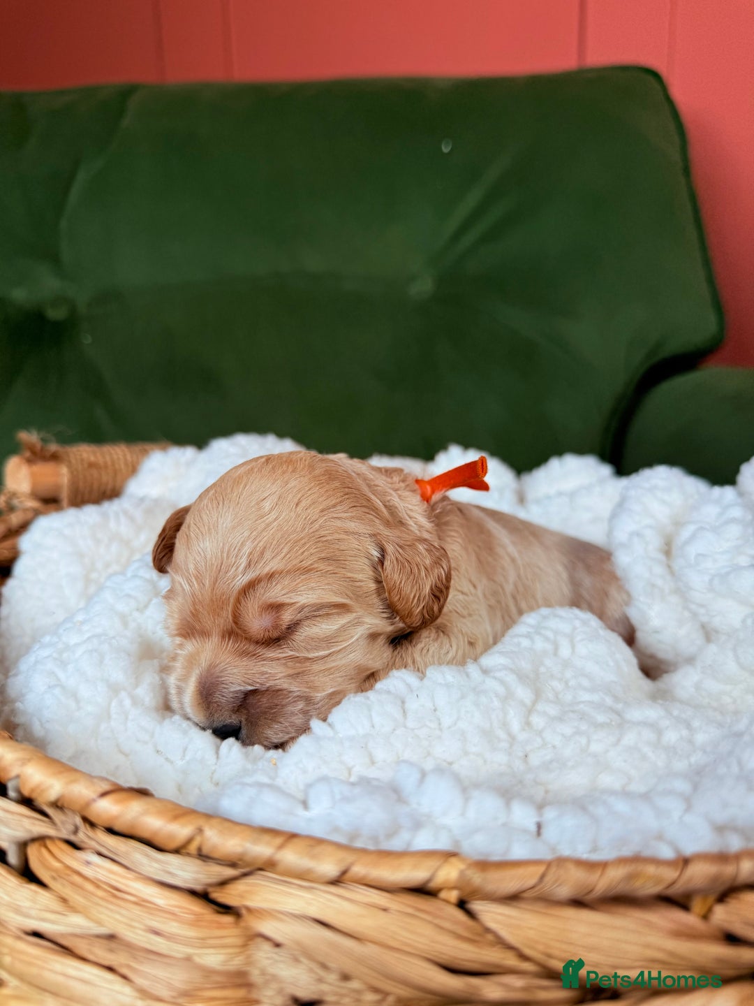 Australian Labradoodle dogs for sale: Multigen Australian Labradoodle Puppies Available! - Advert 4