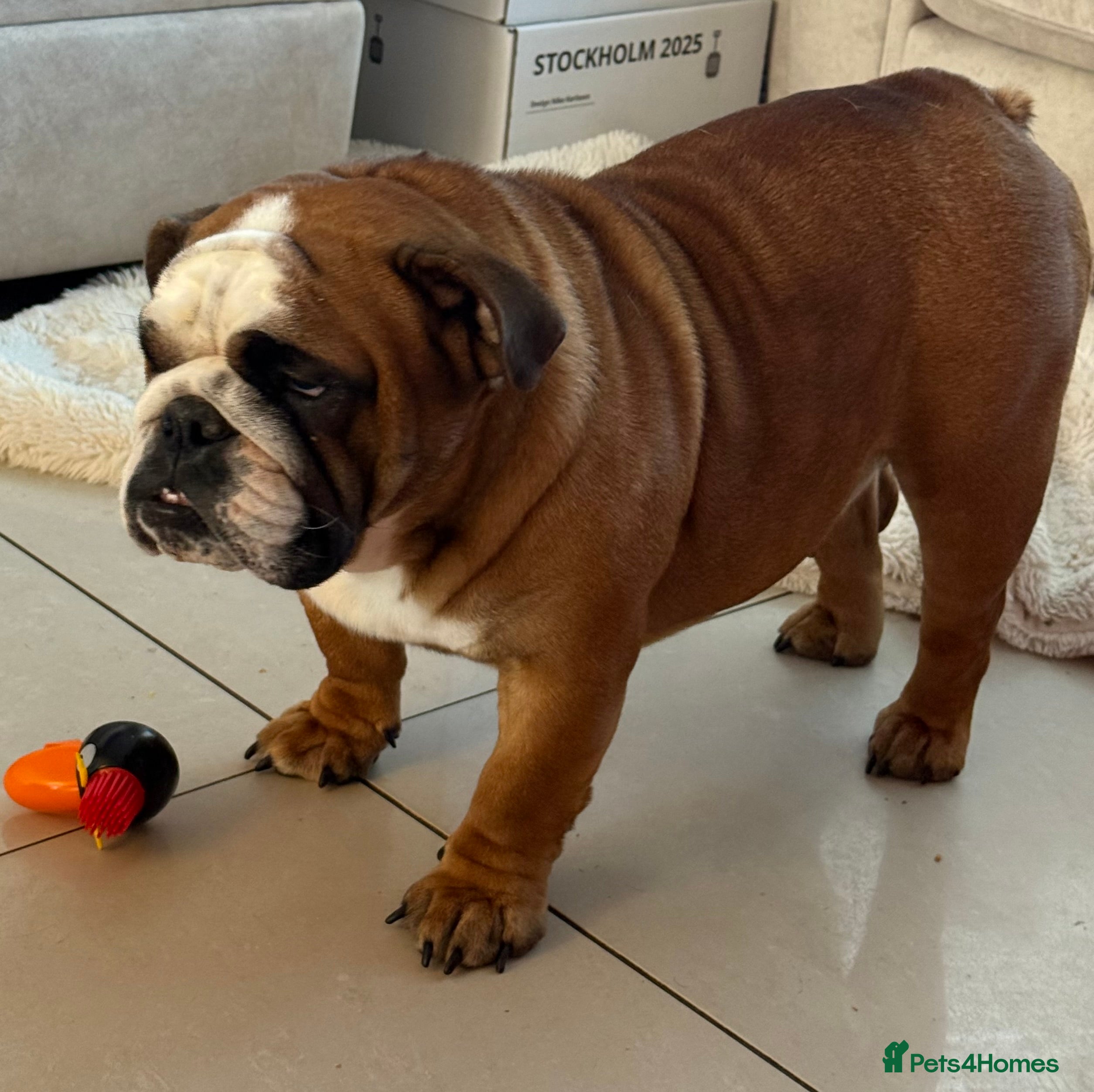 English Bulldog dogs Bulldog Bitch For Sale - Advert 5